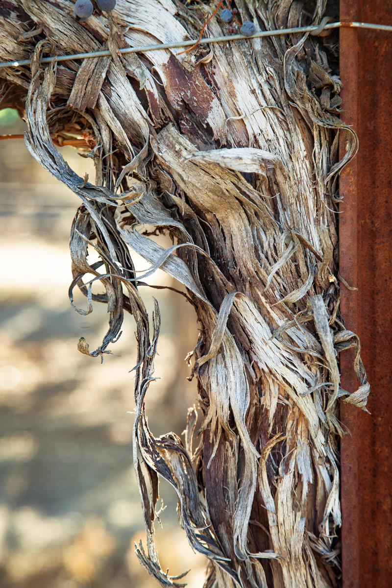 closeup of a vine